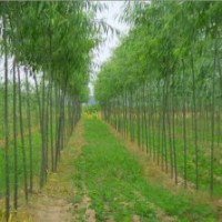 3公分美國竹柳