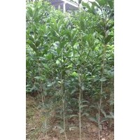 20公分高桂花樹苗價格0.45元，1米高桂花樹苗價格8毛，1.8米高桂