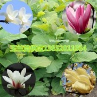 1米高玉蘭苗最早開花白紫黃玉蘭花苗玉蘭苗價格