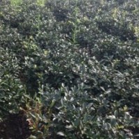 茶梅
