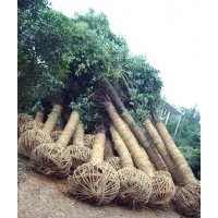 夏鼎配苗 香樟9-10,獨(dú)干石楠5-9,欒樹(shù)5-10