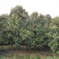 廣玉蘭 3公分---15公分 玉蘭花 白玉蘭