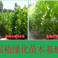 低價出售裸根速生法桐1公分|2公分法桐小苗價格