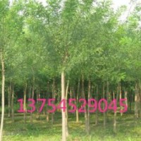 國槐小苗，平頭國槐