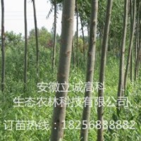 竹柳9901 竹柳3號，竹柳工程苗，竹柳快繁苗