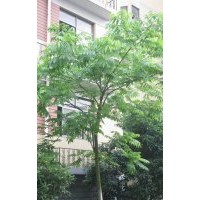 供應6-40公分皂角 皂角 價格