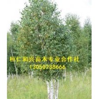 大量出售白樺樹、叢生白樺樹（3、4、5、6、7、8、10條叢生白樺）