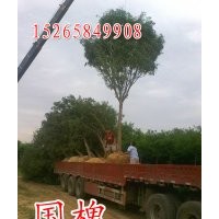 【冠】/國槐法桐白蠟千頭椿毛白楊柳樹榆樹