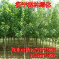 白蠟_白蠟價(jià)格_白蠟求購(gòu)_白蠟圖片_白蠟基地
