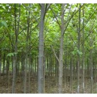 大量低價8-15公分馬褂木