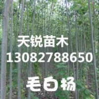 山東毛白楊小苗，山東毛白楊小苗價格，天銳苗木