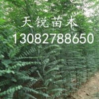 速生國槐小苗，山東國槐小苗，國槐小苗價(jià)格