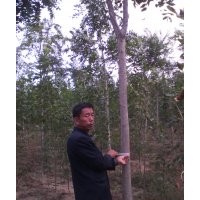 供應(yīng)椿樹(shù) 千頭椿7到10公分