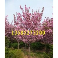 塔柏、櫸樹(shù)、木槿、蜀檜、紅楓、櫻花、桂花、榆葉梅