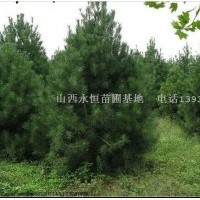 白皮松，油松苗，側(cè)柏苗，核桃苗，棗樹(shù)苗