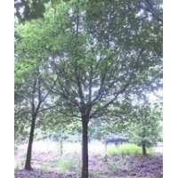 供應浙江香樟價格 5-6-7公分香樟報價