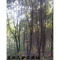 香樟出售,15公分-18公分-20公分香樟價(jià)格