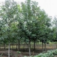 苗圃楓香價格 5-6-8公分楓香價格 楓香價格
