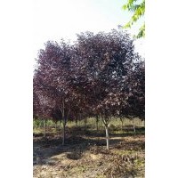 河北8公分加拿大紅櫻，9公分加拿大紅櫻，10公分加拿大紅櫻，