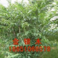 沭陽金銀木出售，沭陽種植金銀木，沭陽金銀木基地