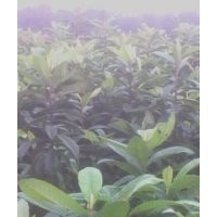 批發(fā)木瓜苗，枇杷，桂花，側(cè)柏苗