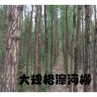 供應(yīng)柳樹、垂柳、樟河柳、金絲垂柳、