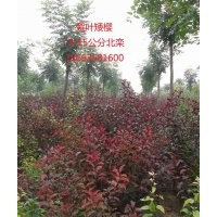 低價(jià)處理山杏，紫葉矮櫻，