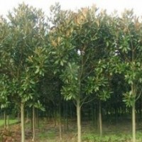當(dāng)年廣玉蘭60公分價(jià)格 廣玉蘭基地 15公分廣玉蘭價(jià)格