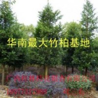竹柏