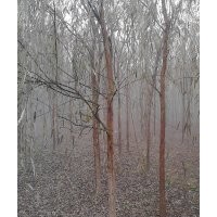 長期大量供應垂柳
