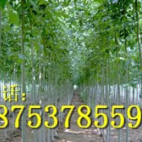 2公分速生白蠟