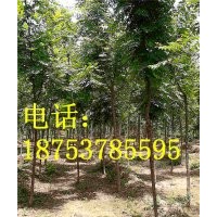 4公分北京欒樹