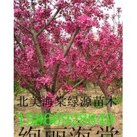絢麗海棠，紅寶石海棠，王族海棠，凱爾斯海棠