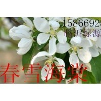 春雪海棠，開心果海棠，紅葉海棠
