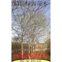 皂角樹，皂角種子，皂角小苗