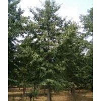 供應(yīng)2-50公分銀杏實(shí)生樹(shù)，15-40公分銀杏嫁接樹(shù)，1-3年銀杏小苗，