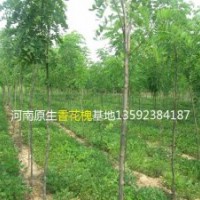 河南香花槐基地，原生香花槐，嫁接香花槐，各種規(guī)格香花槐
