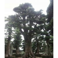 大口徑羅漢松