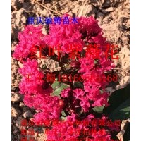 紅火箭紫薇/紅葉紫薇/紅火球紫薇【基地實圖】