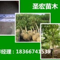 緊急出售2014年5公分帶土球法桐最新價格表