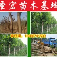 緊急處理河北廊坊13公分|15公分法桐2014年價格
