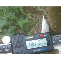 5公分美國竹柳