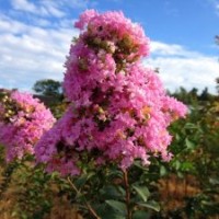供應湖南長沙3公分紫薇綠化苗