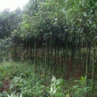 貴州貴陽米徑5公分香樟
