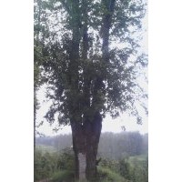 樸樹(shù)，香樟，三角楓 大紫薇盆景