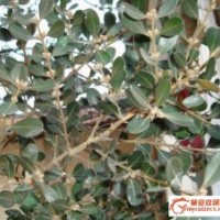 木瓜、馬靈光、小葉黃楊