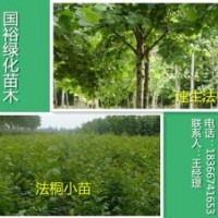 銷售行道專用帶球法桐1公分|2公分法桐小苗最新價格