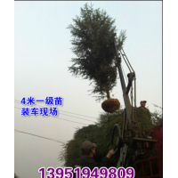 南京悠揚(yáng)苗木合作社大型雪松基地