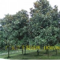 湖北廣玉蘭工程用苗，工廠綠化用苗廣玉蘭，廣玉蘭工程苗規(guī)格