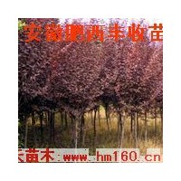 供應(yīng)紅葉李